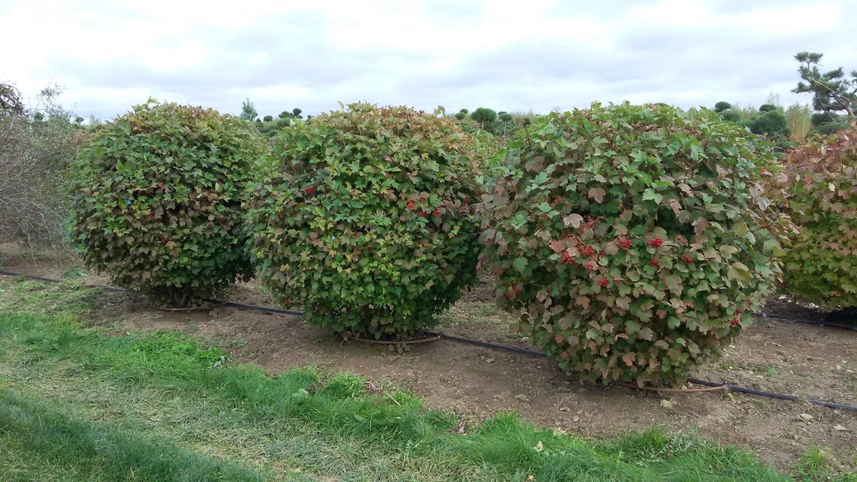 Живая изгородь роза плетистая