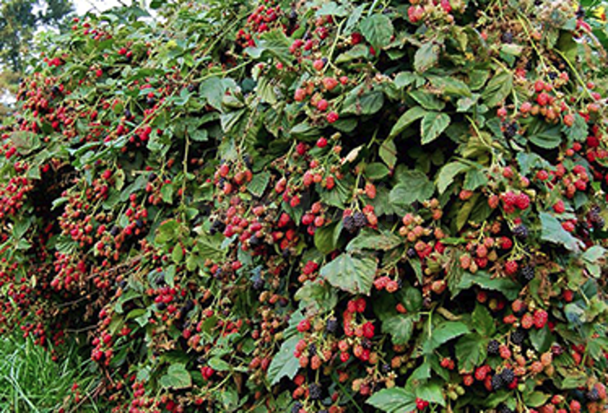 Ежевика Дойл