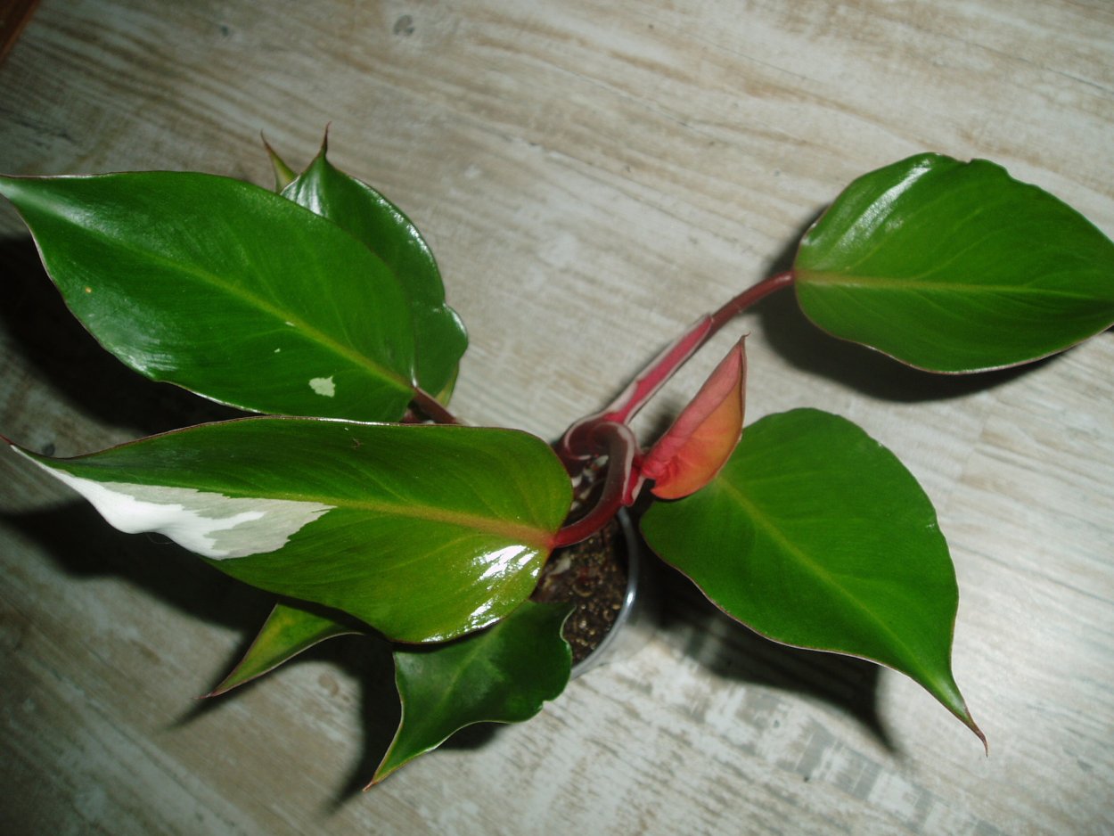 Филодендрон Квин