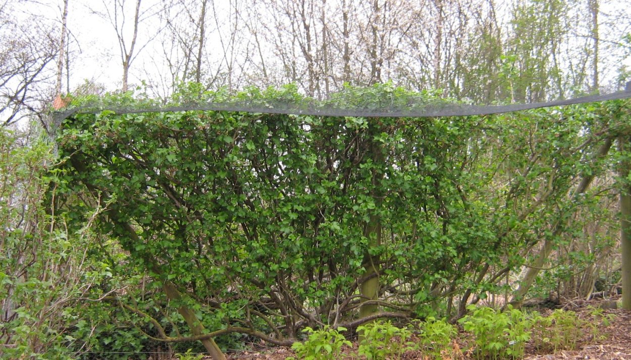 Жимолость Татарская Живая изгородь