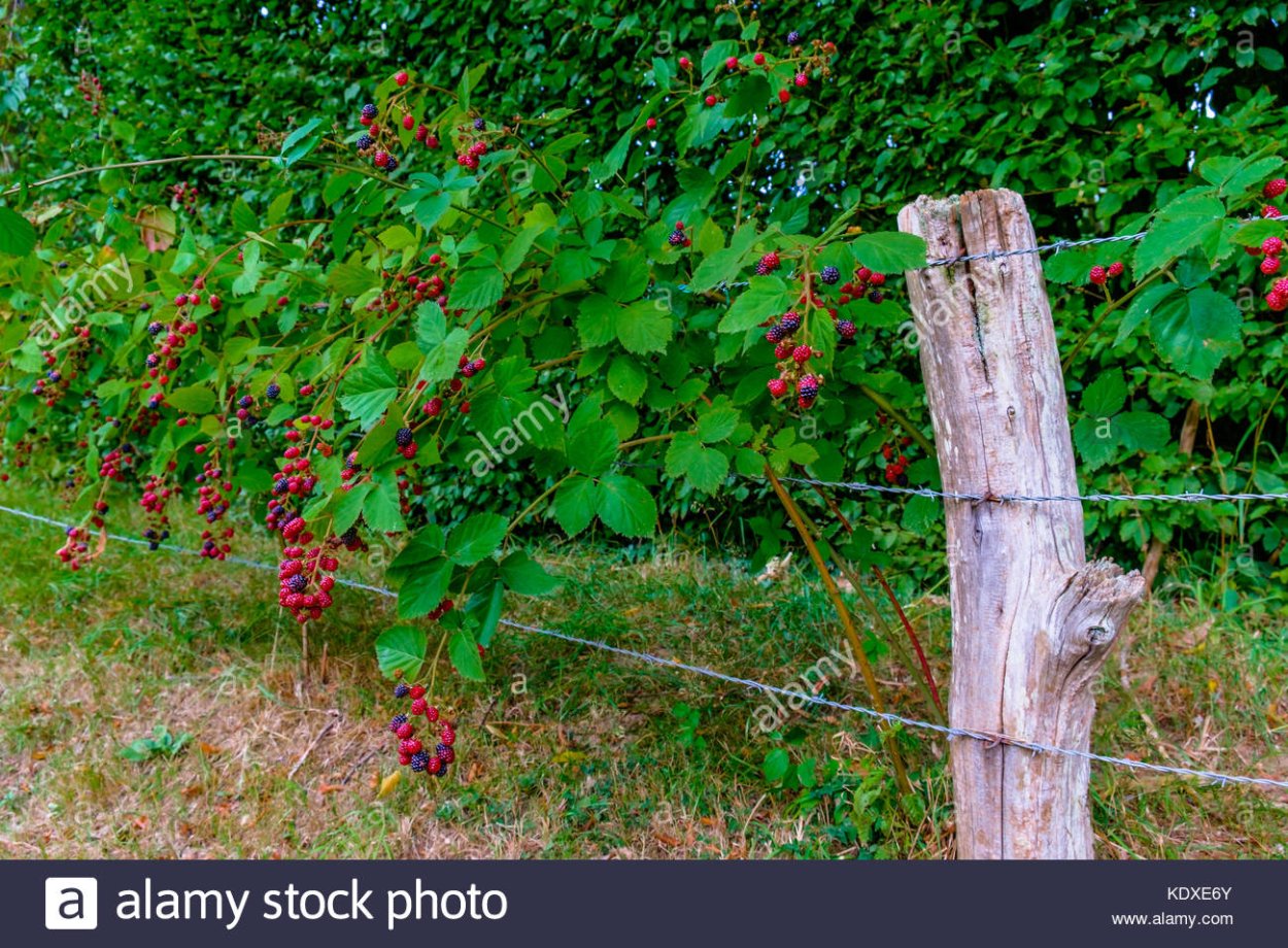 Изгородь для ежевики
