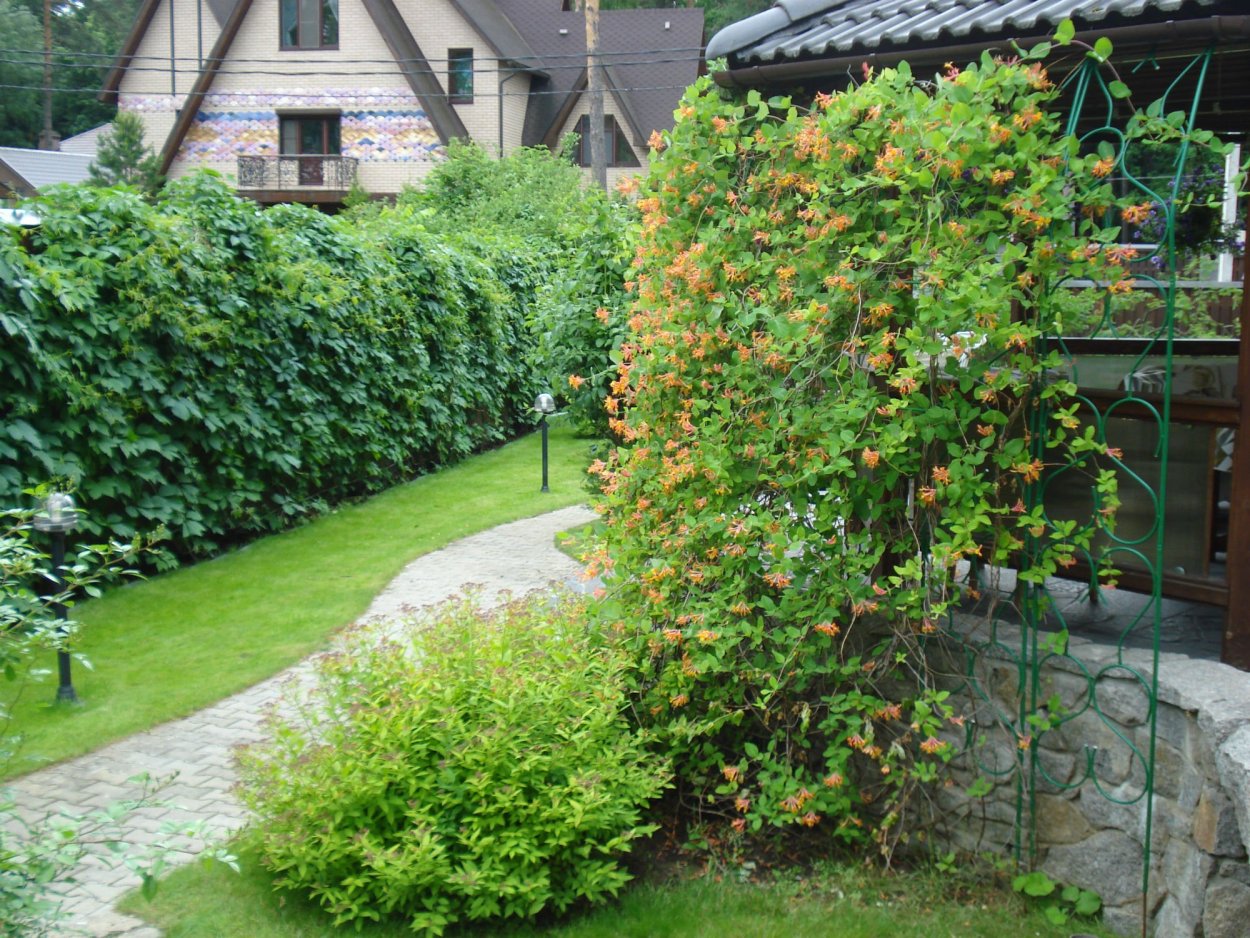 Гортензия метельчатая у забора