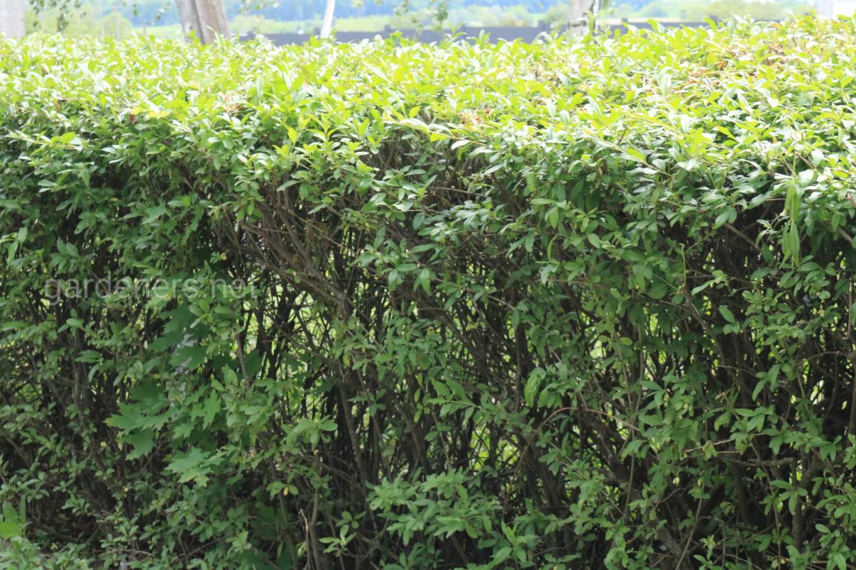 Ежевика Живая изгородь