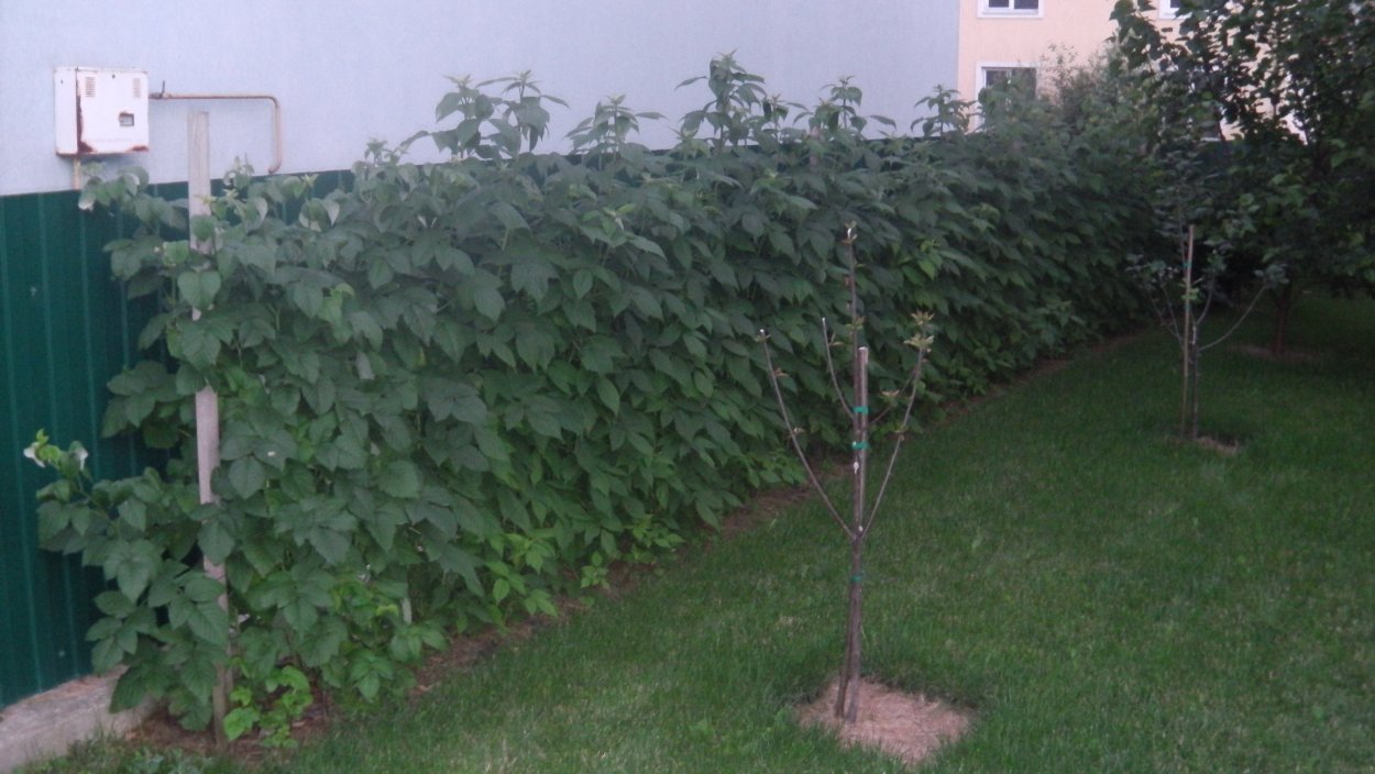 Актинидия Живая изгородь