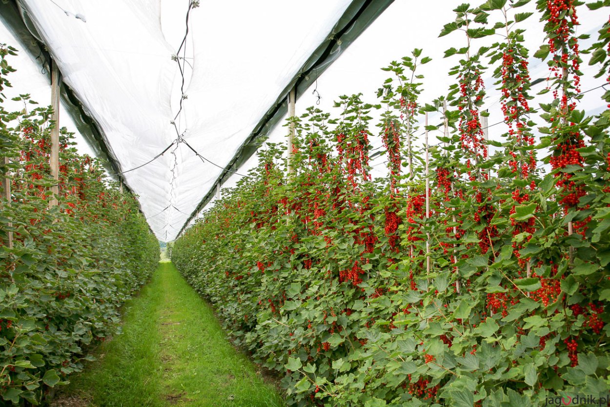 Плодовые деревья вдоль забора