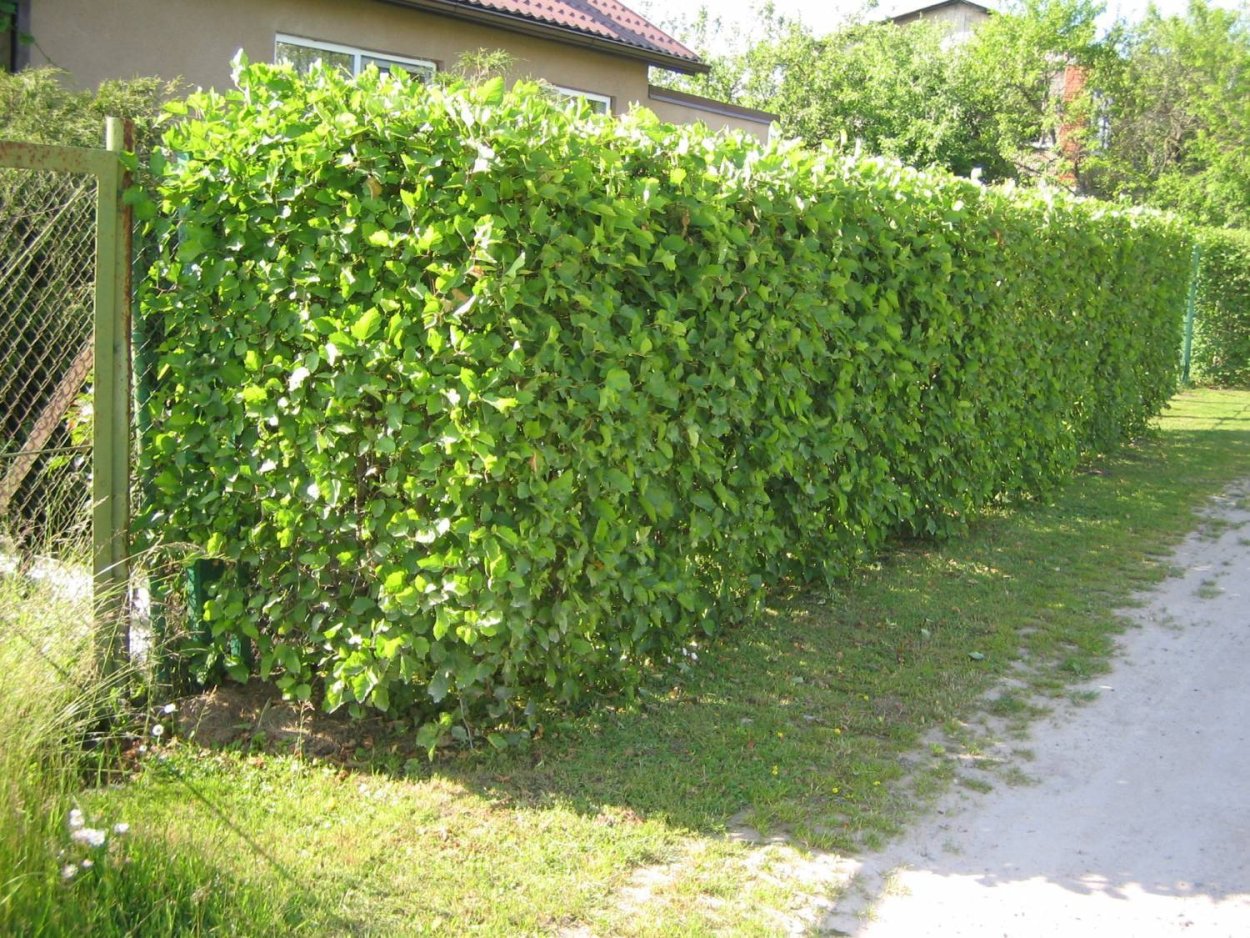 Шпалера для ежевики