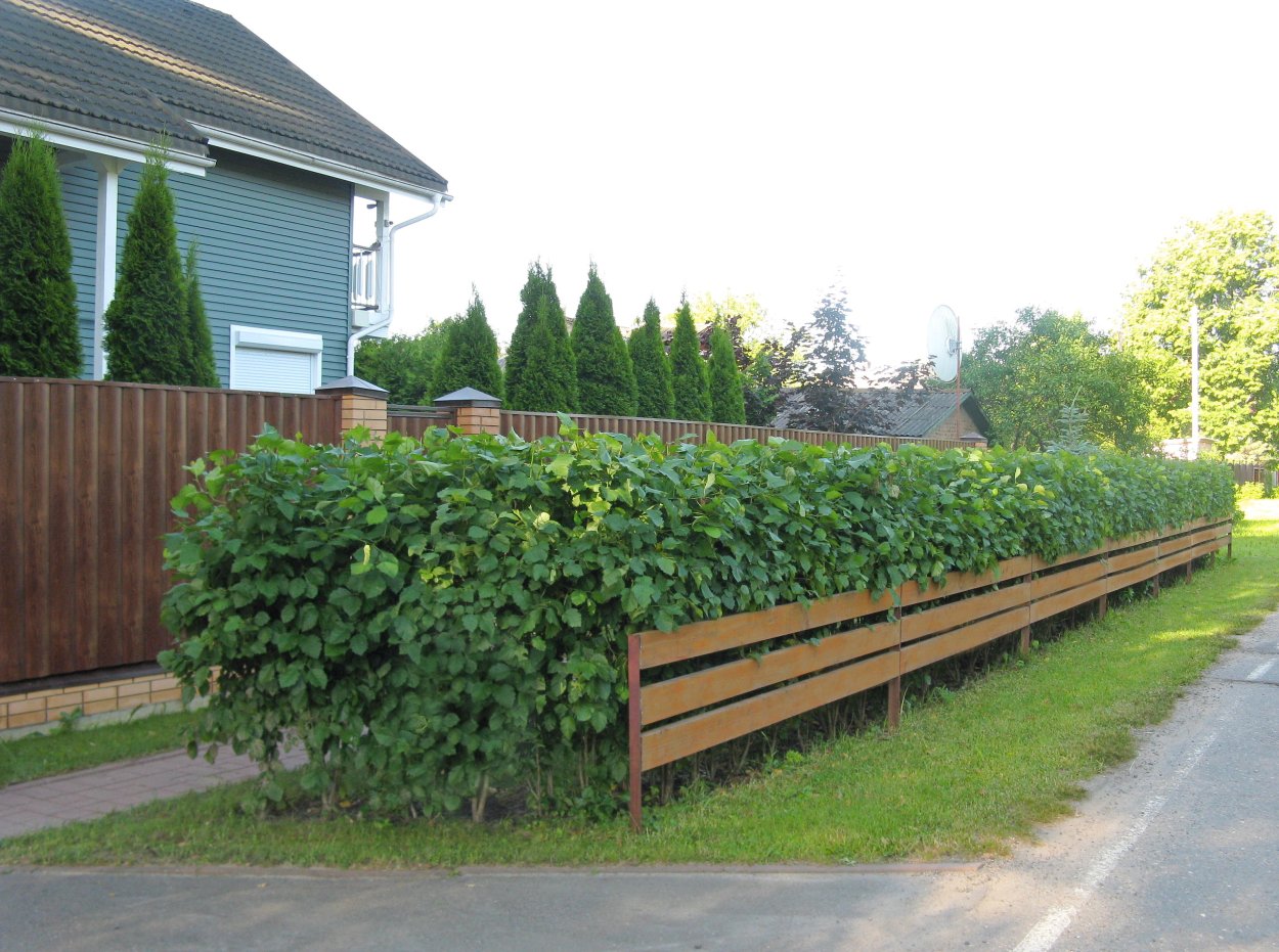 Рабатка с малиной