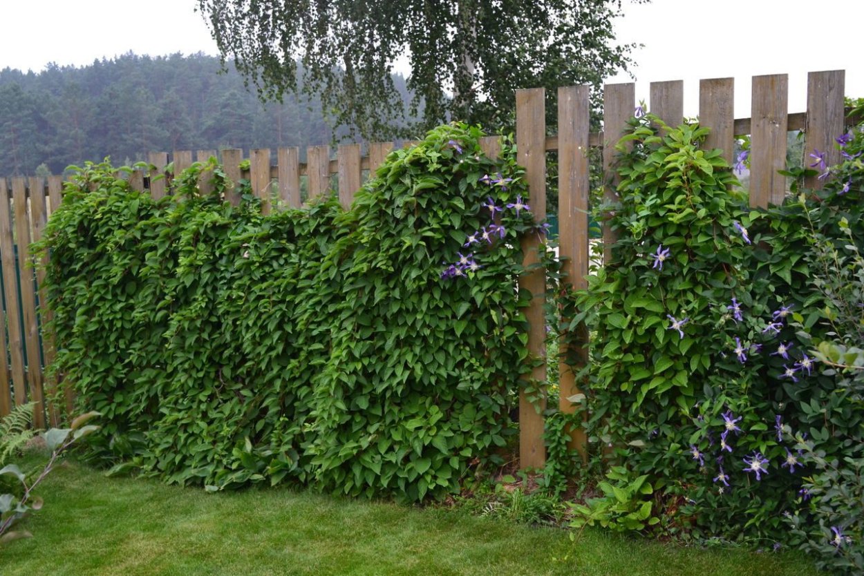 Шпалера для ремонтантной малины