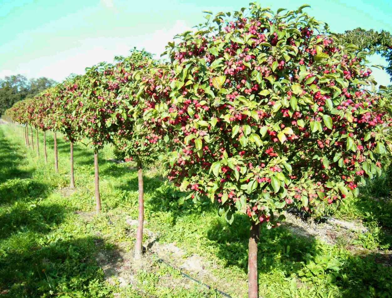 Лимонник вертикальное Озеленение