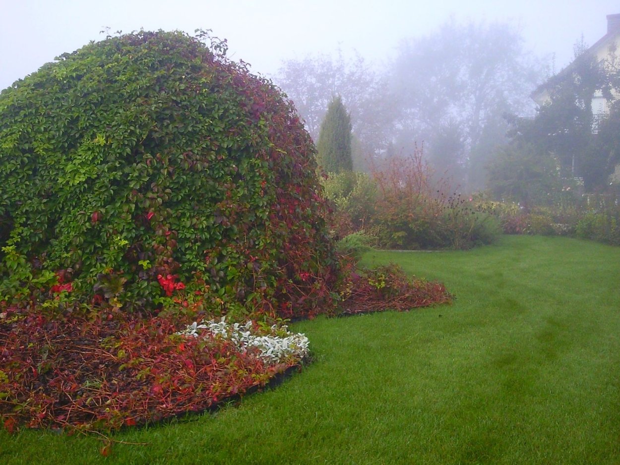 Плодовые кустарники крыжовник