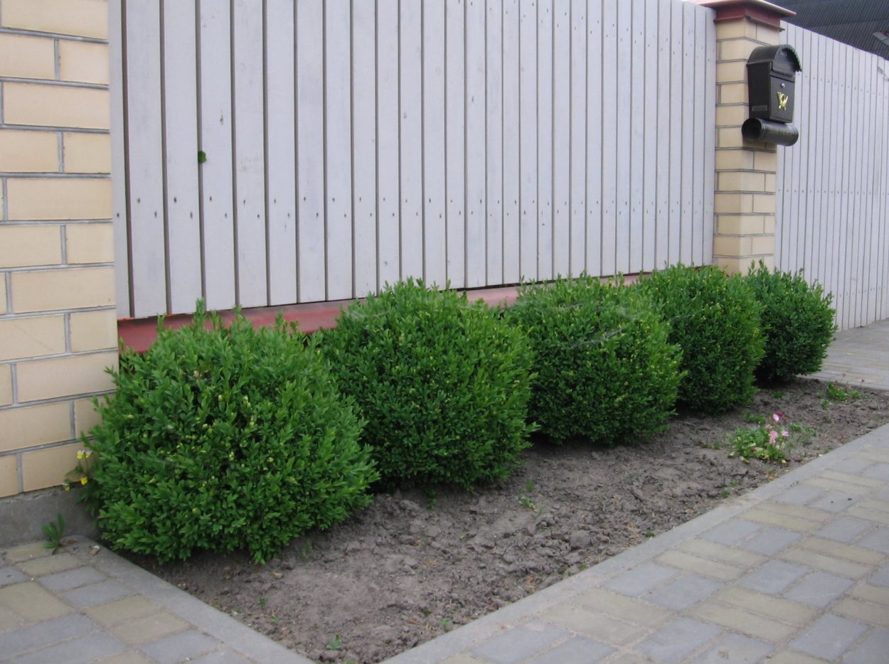 Можжевельник туя и самшит