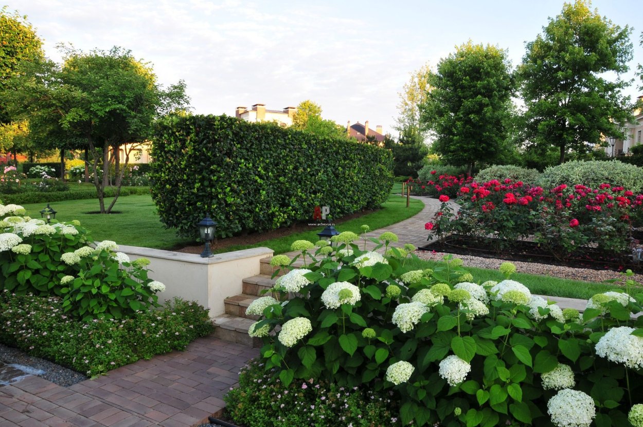 Гортензия изгородь самшит