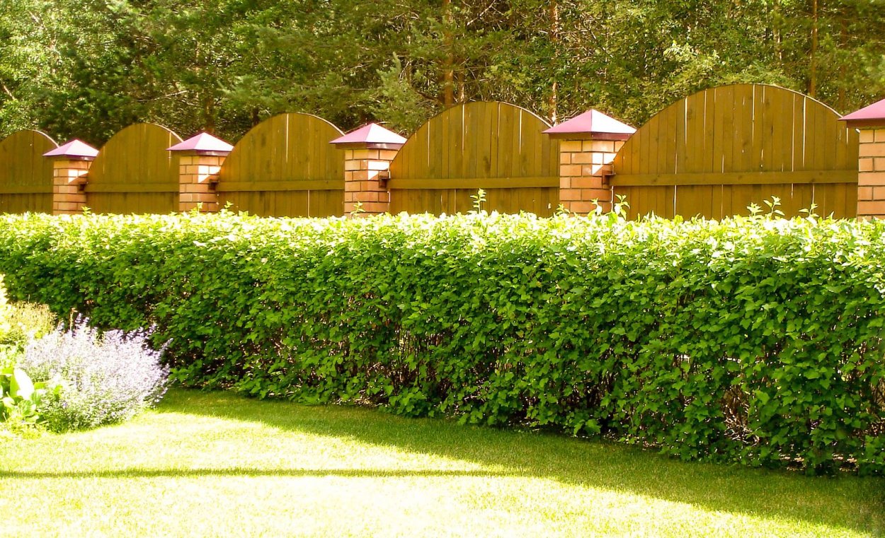 Кустарники вдоль забора