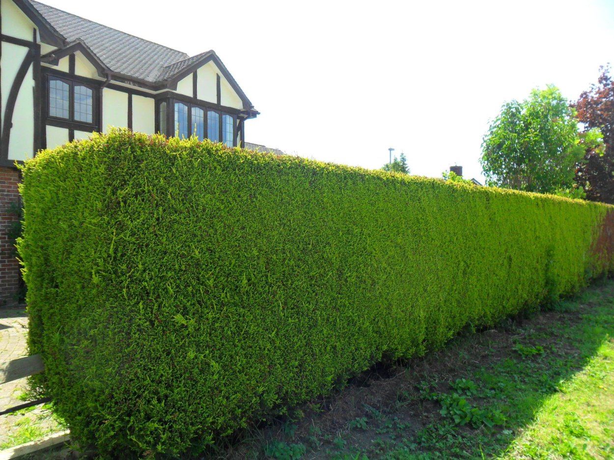 Кипарисовик Лейланда Живая изгородь