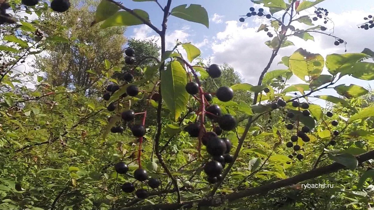Черемуха плоды