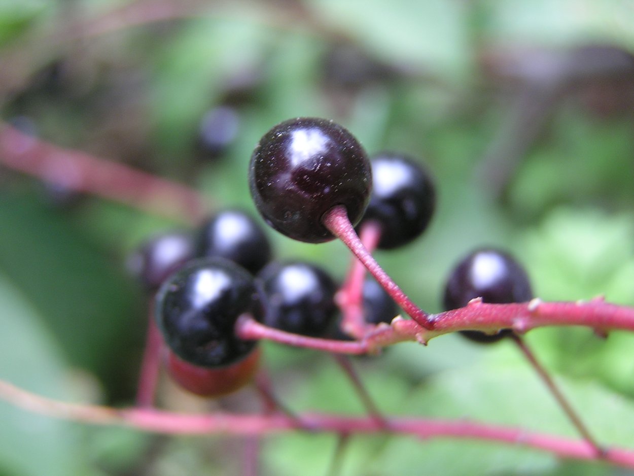 Черёмуха обыкновенная ягоды
