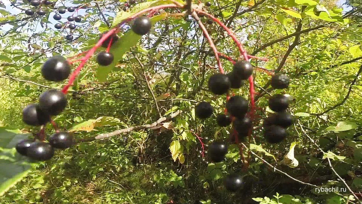 Ягоды черемухи съедобные