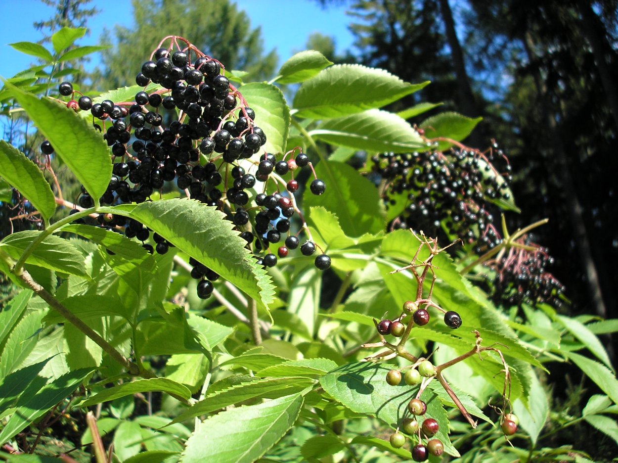 Амурский бархат Дальний Восток