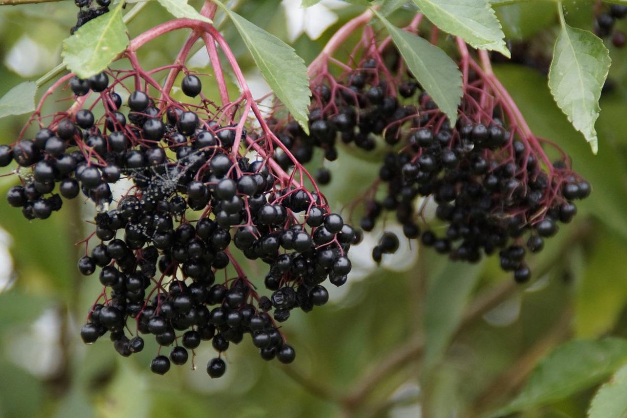Elderberry ягода
