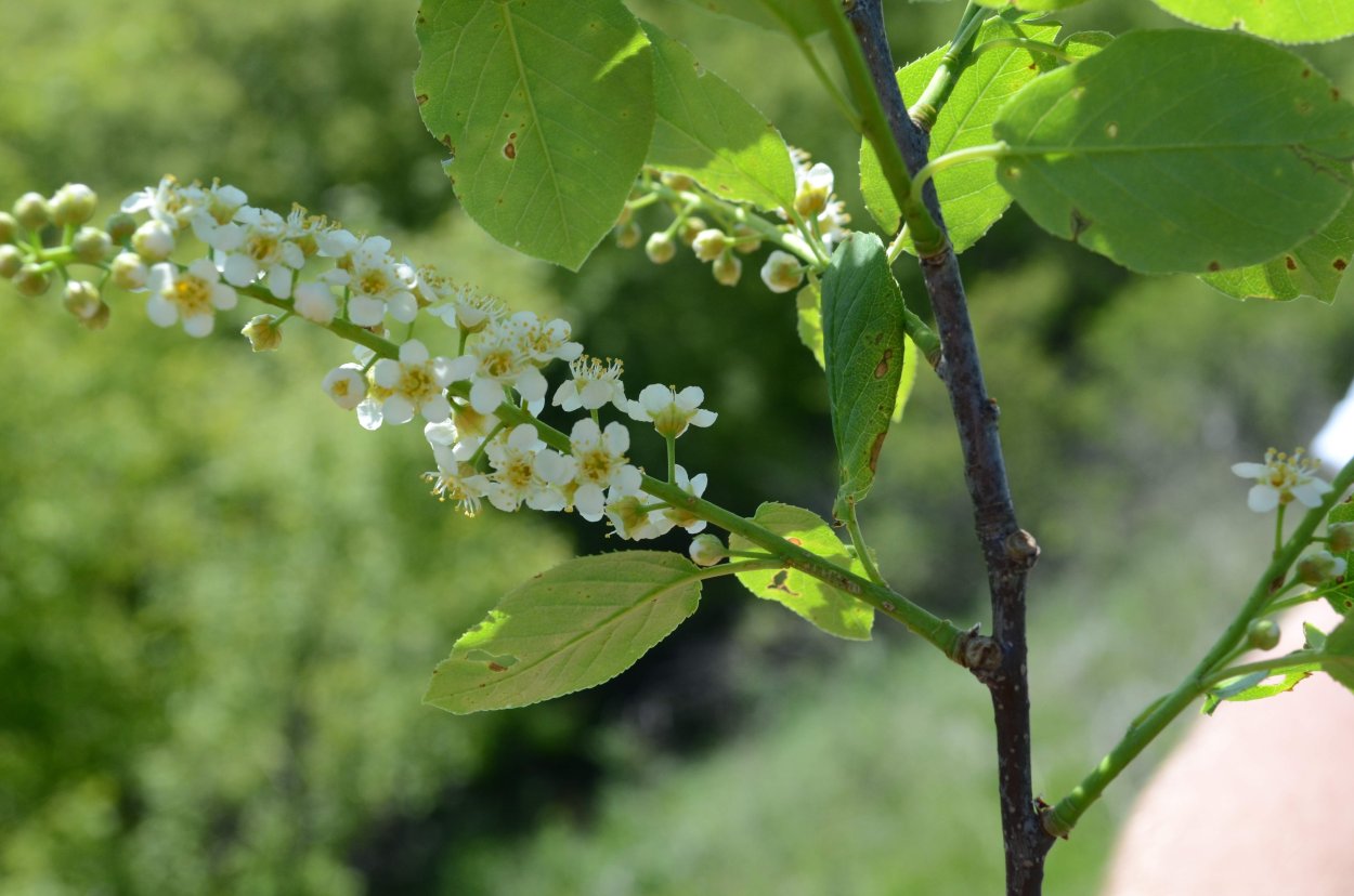 Черемуха Padus virginiana