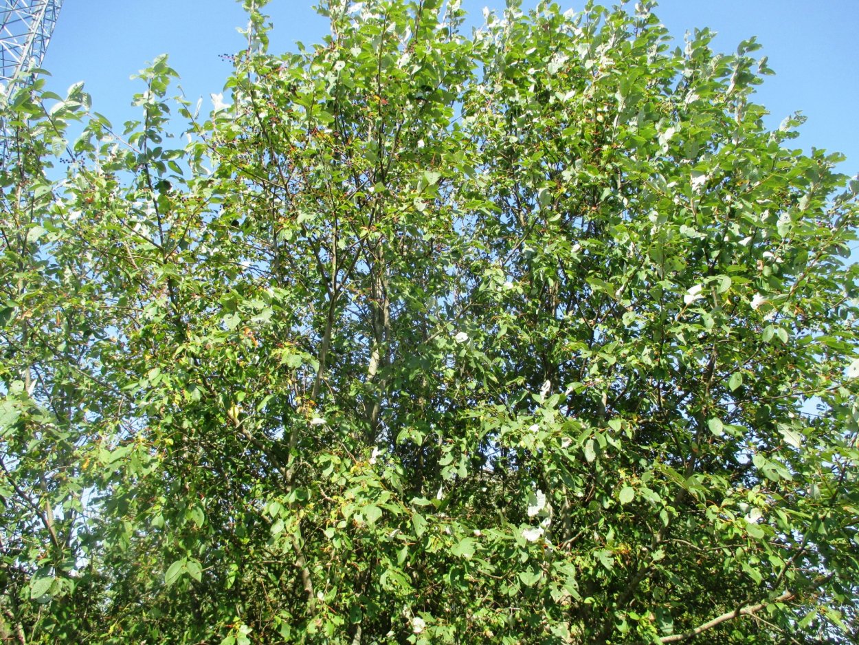 Черемуха дерево с ягодами