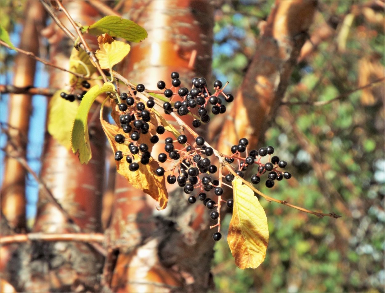 Черёмуха Маака