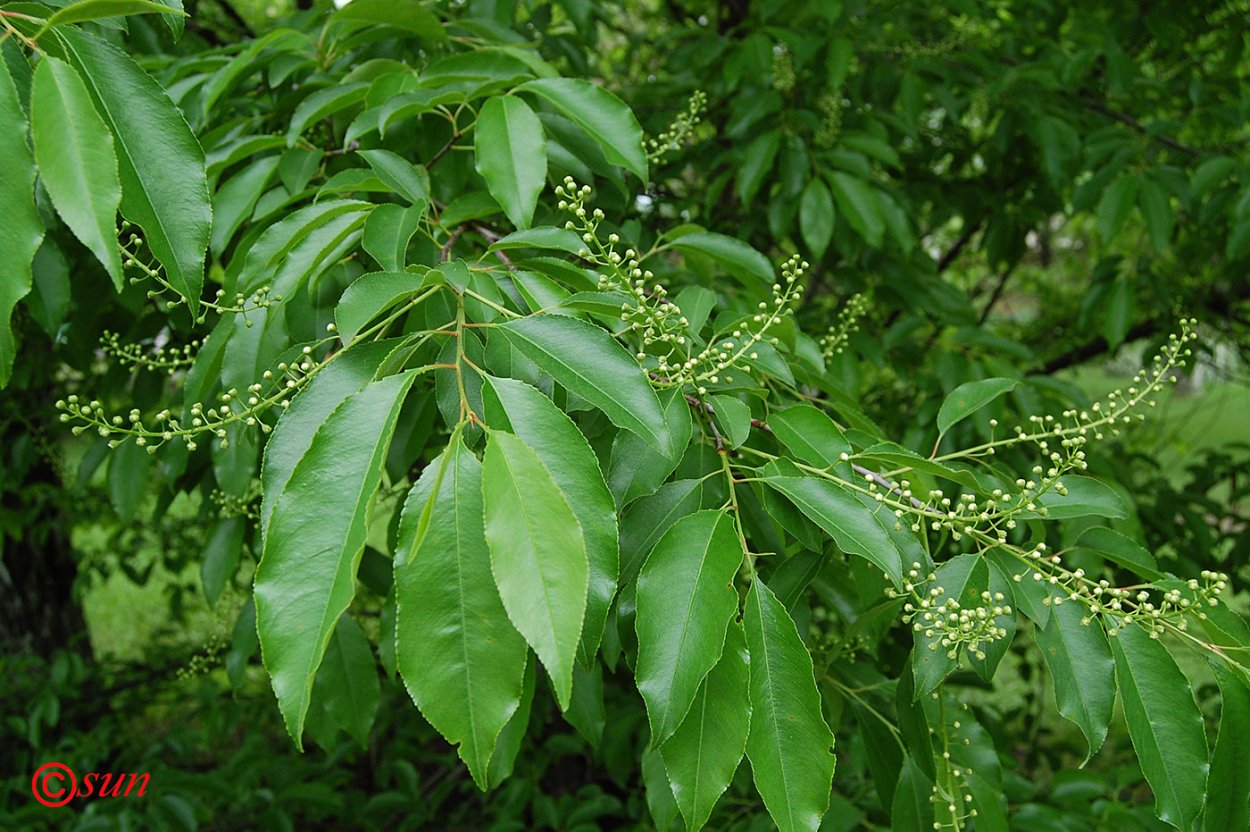 Черемуха поздняя Padus serotina