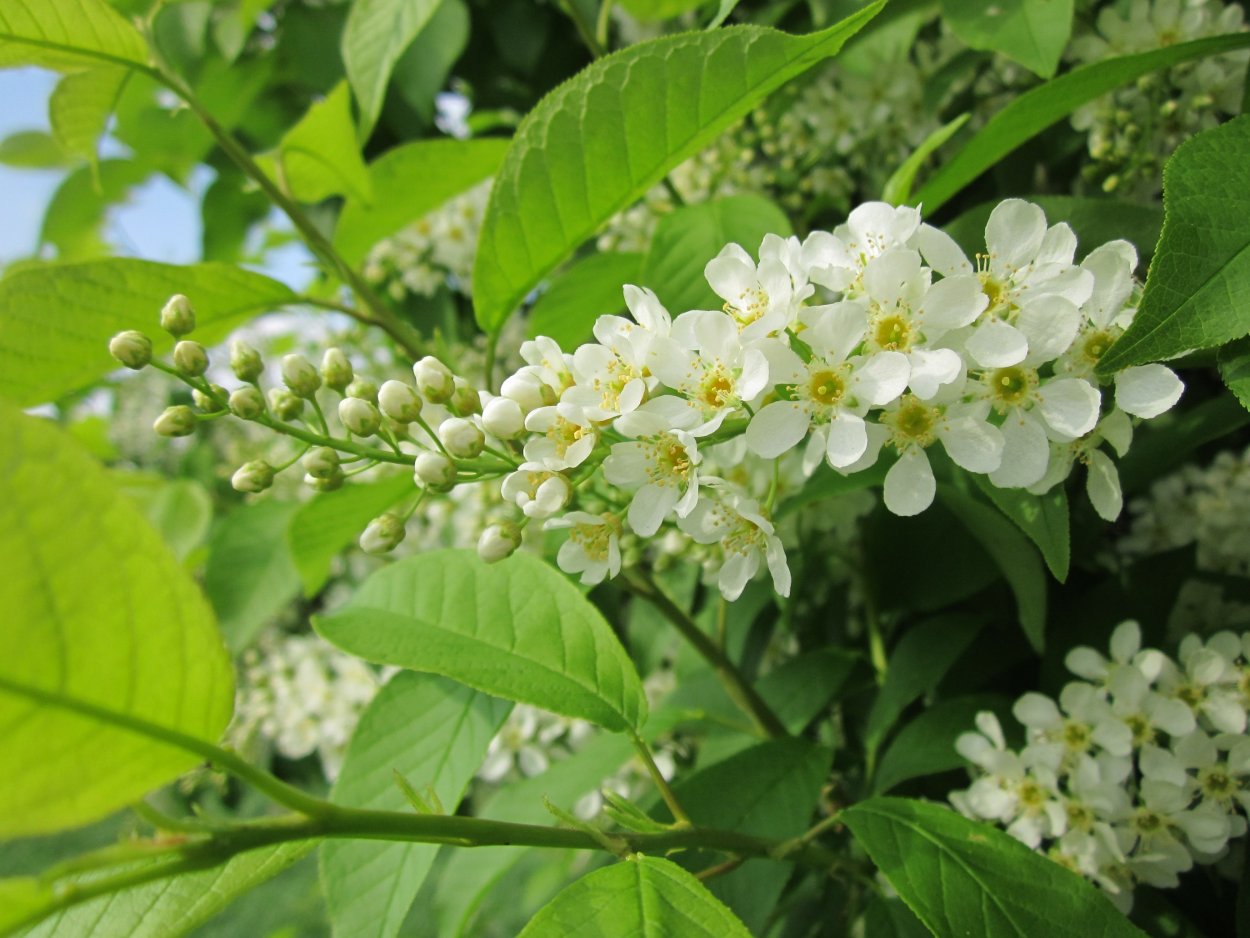 Черемуха Prunus Padus