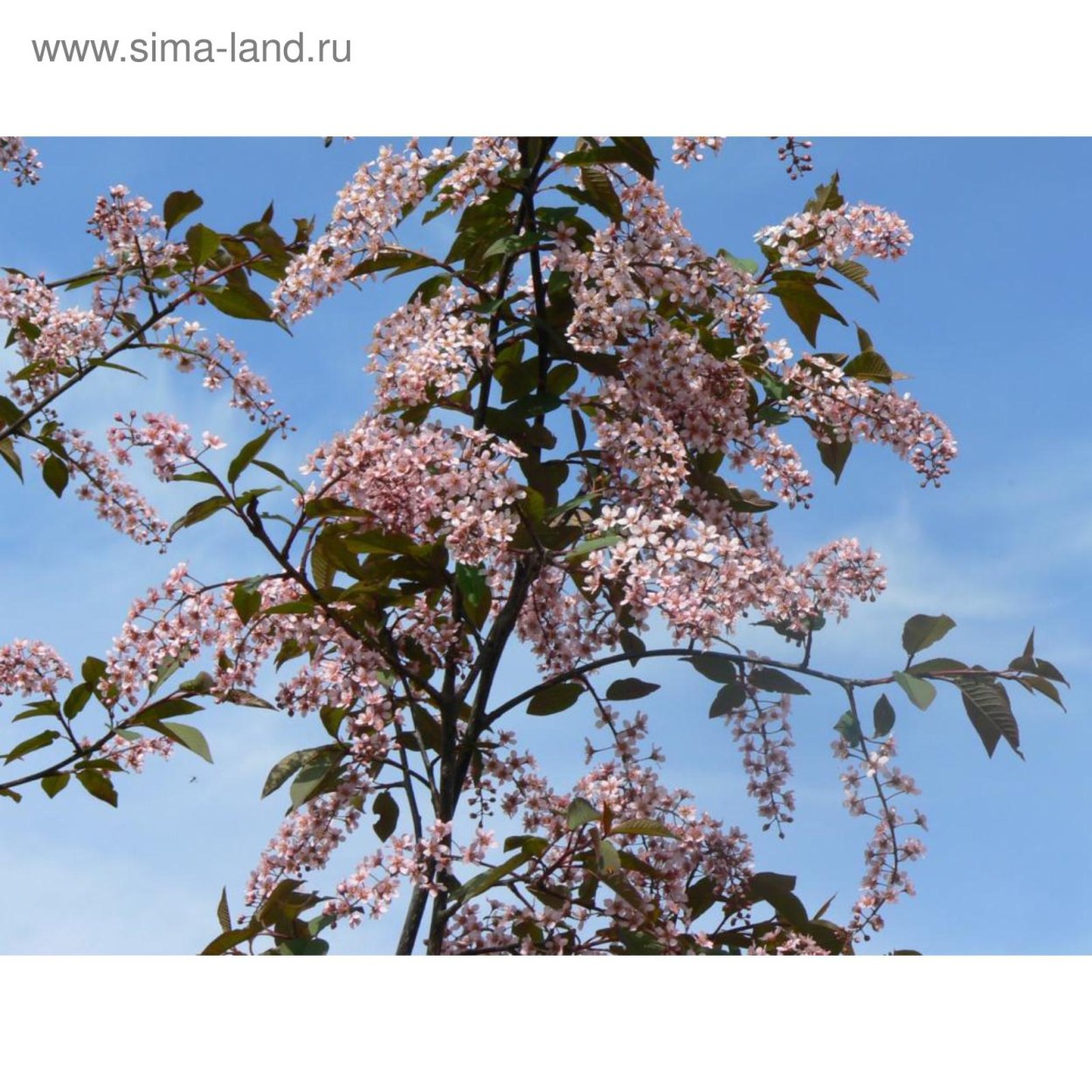 Черемуха Колората