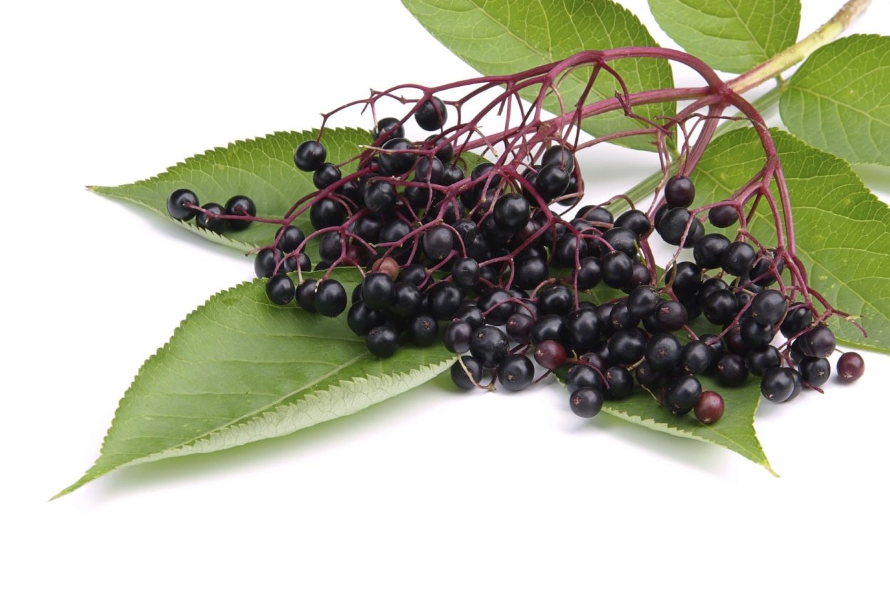 Бузина черемуха