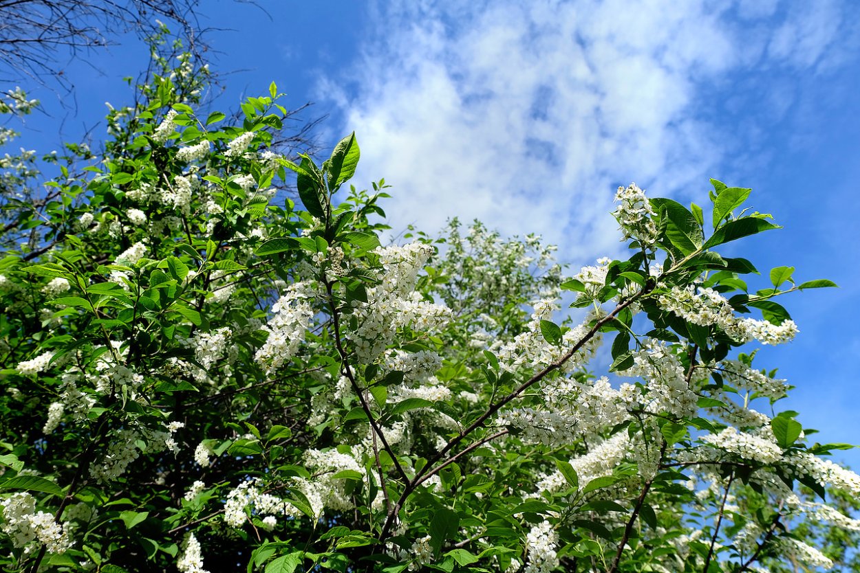 Черемуха Padus mahaleb