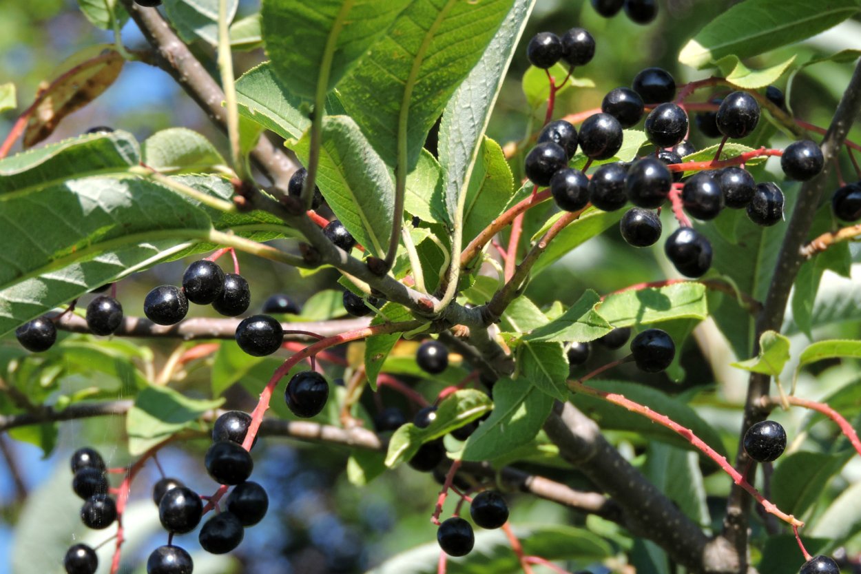 Черёмуха обыкновенная плоды