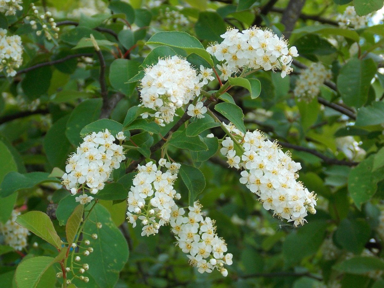 Никитин черемуха