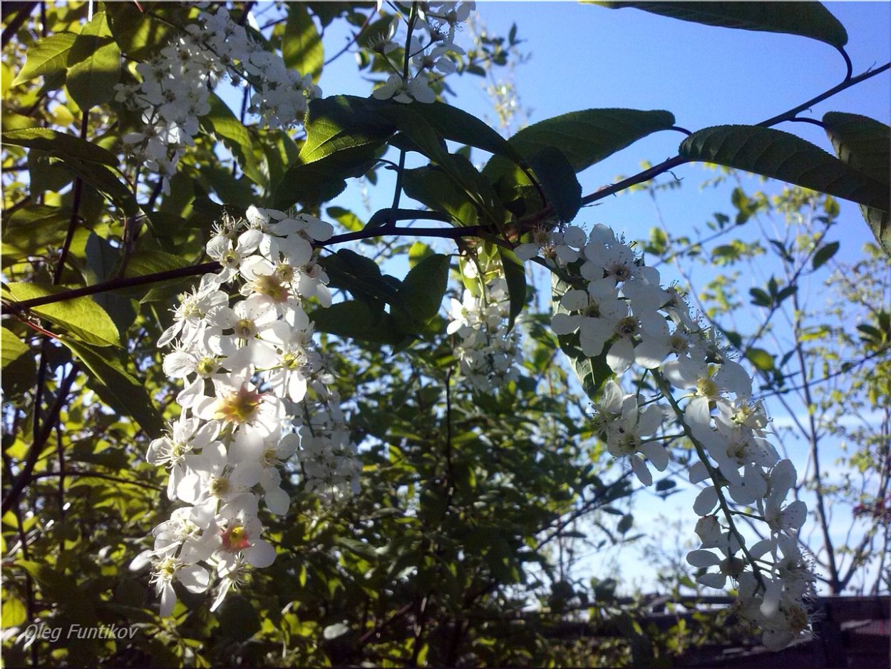 Черемуха виргинская Шуберт цветение