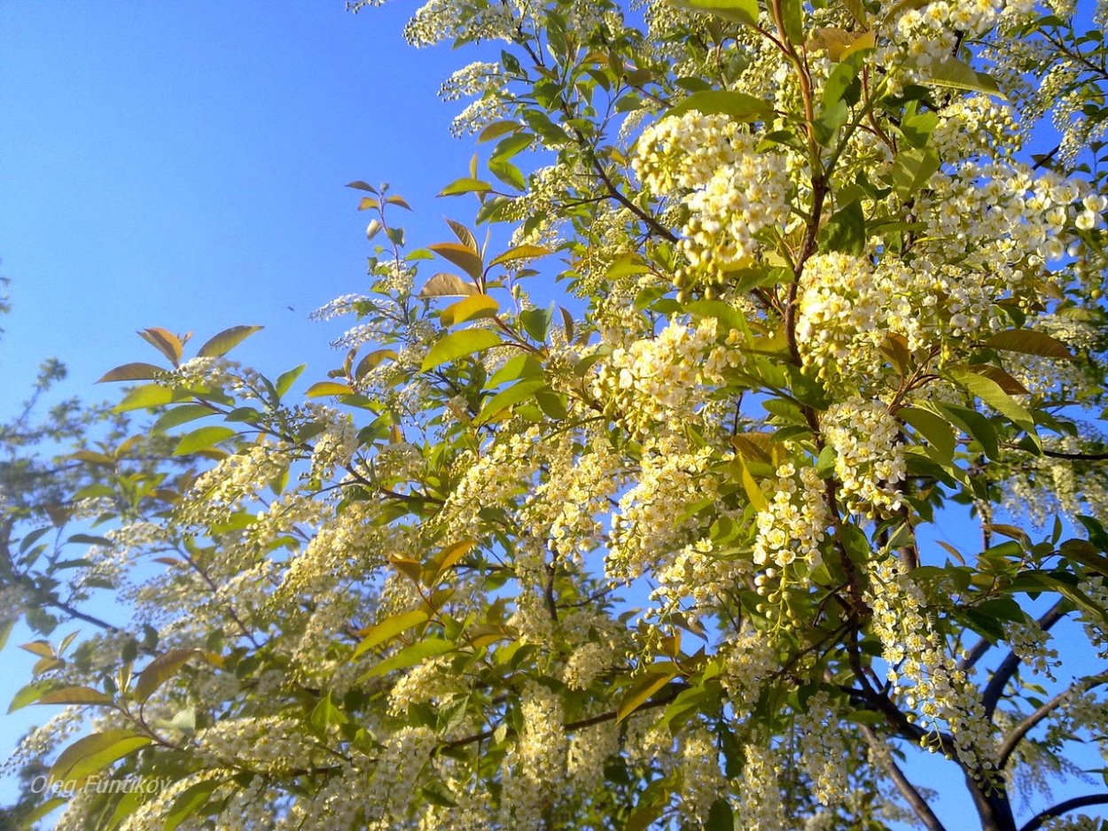 Американская черемуха