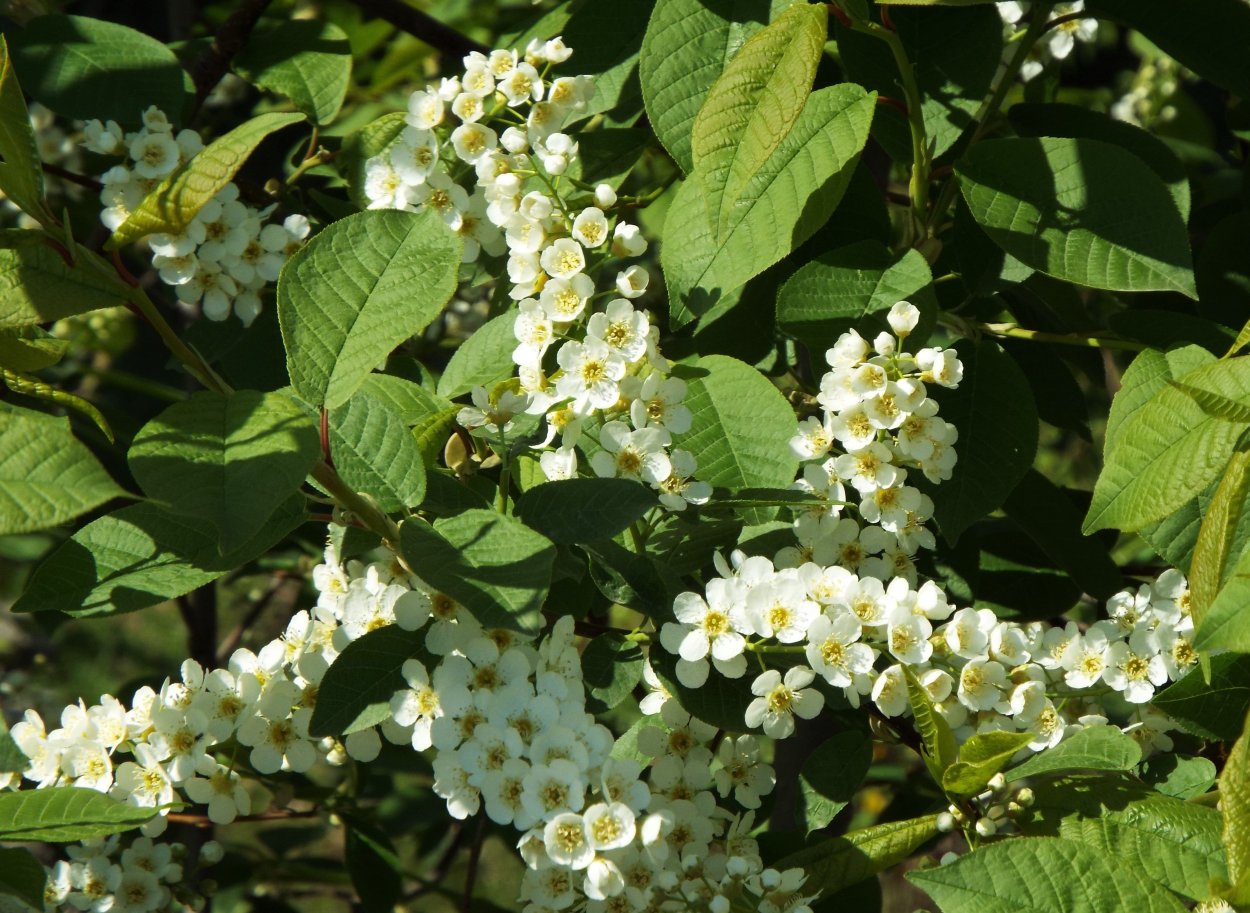 Черемуха венгерская