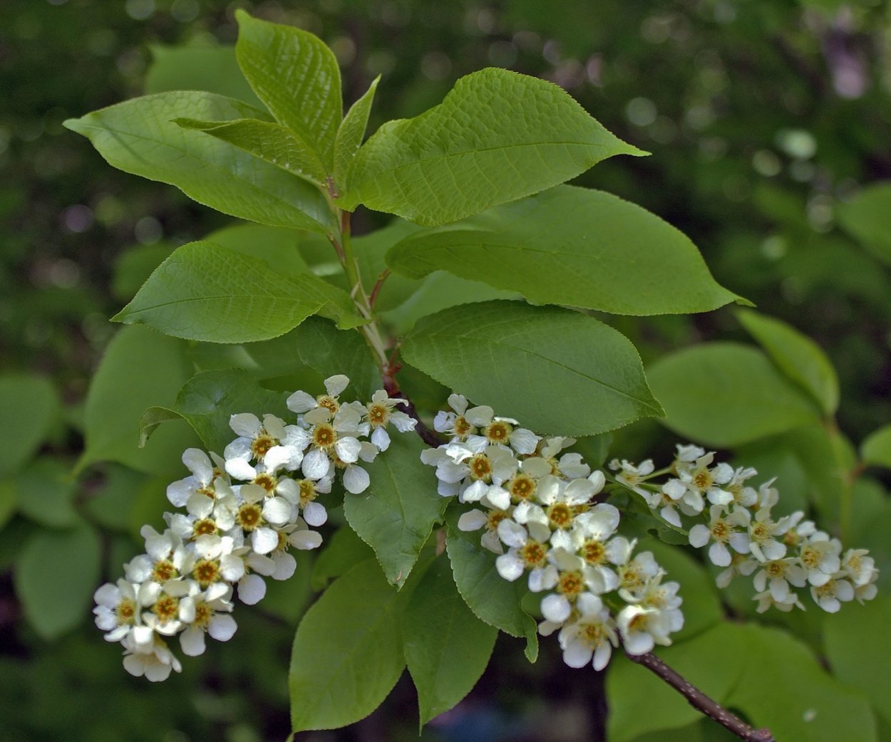 Черемуха обыкновенная семена