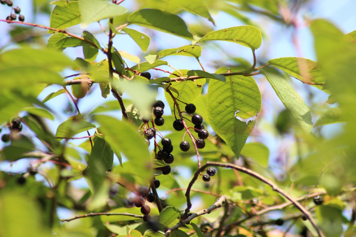 Черёмуха Маака