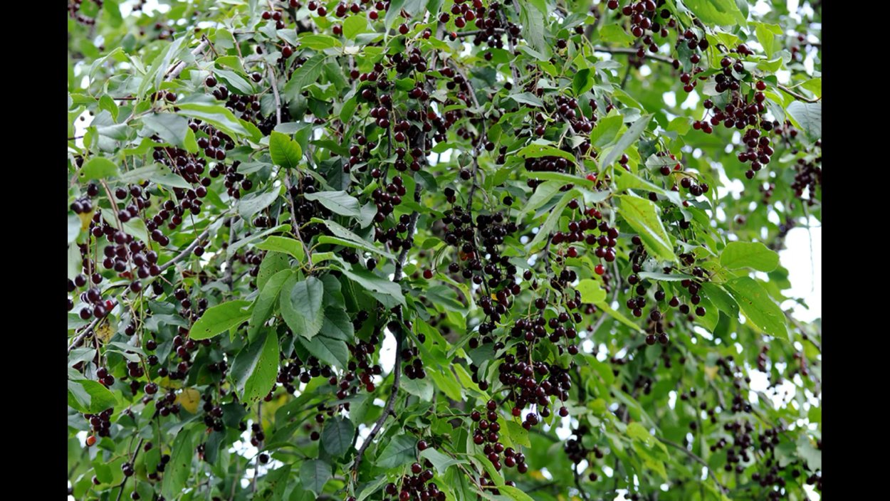 Черная черемуха дерево