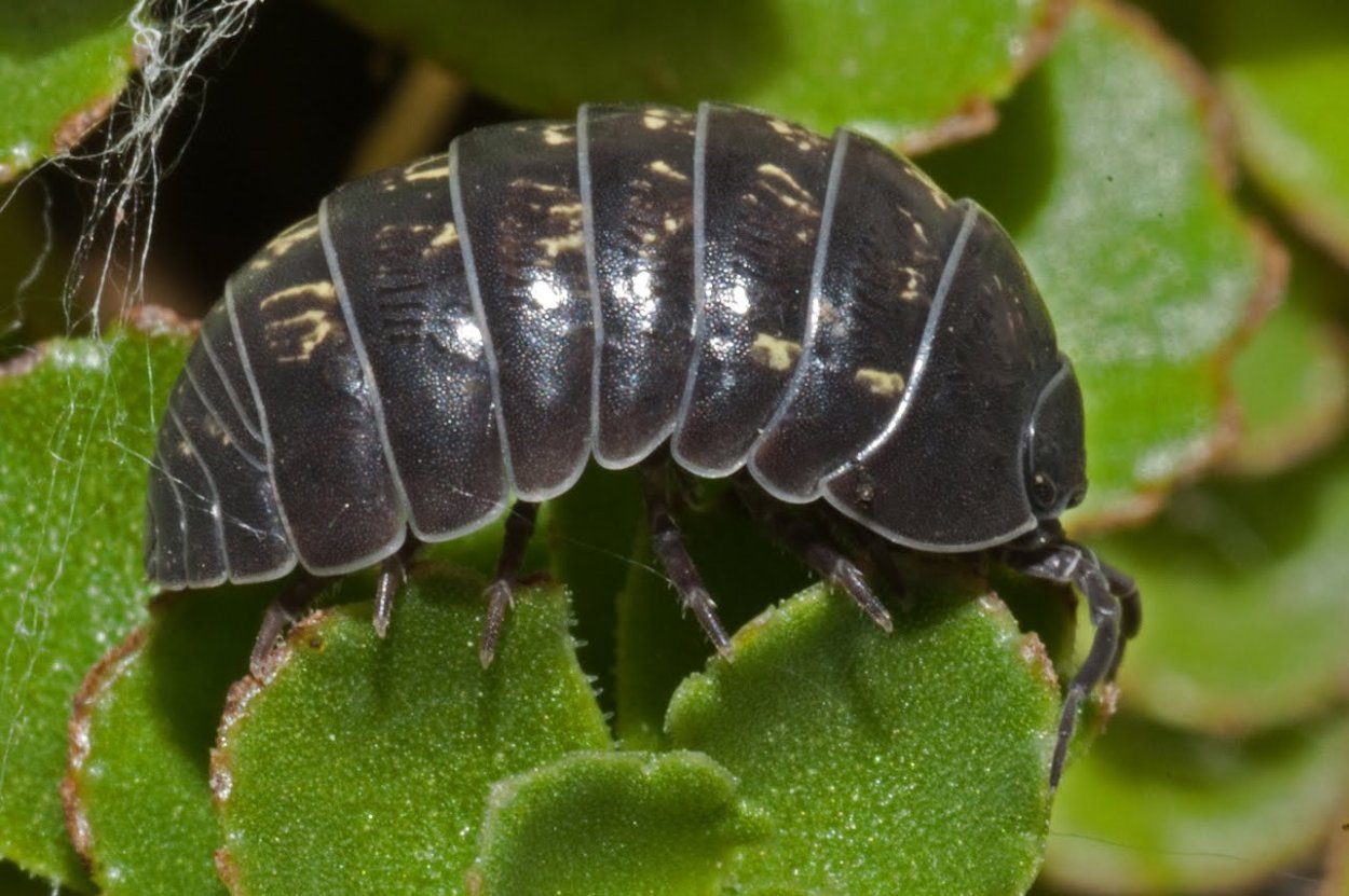 Мокрица-броненосец обыкновенная