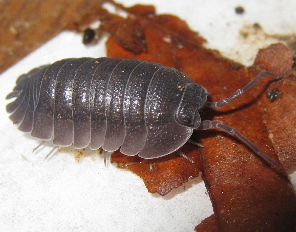 Armadillidium frontirostre