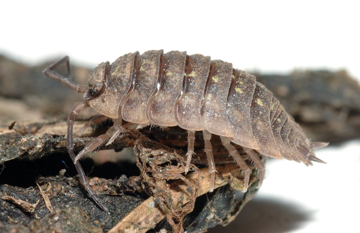 Oniscus Asellus