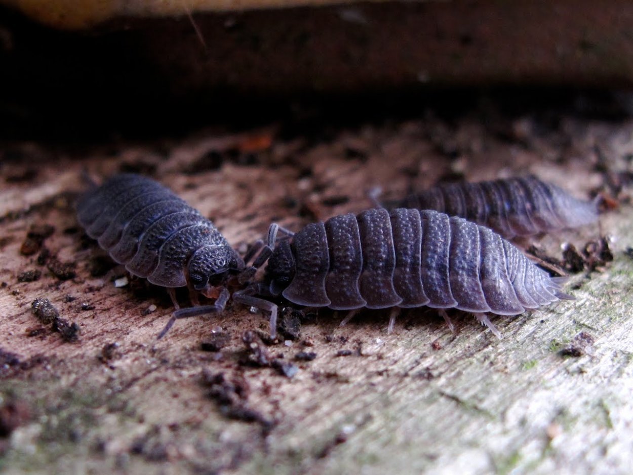 Мокрицы Porcellio scaber