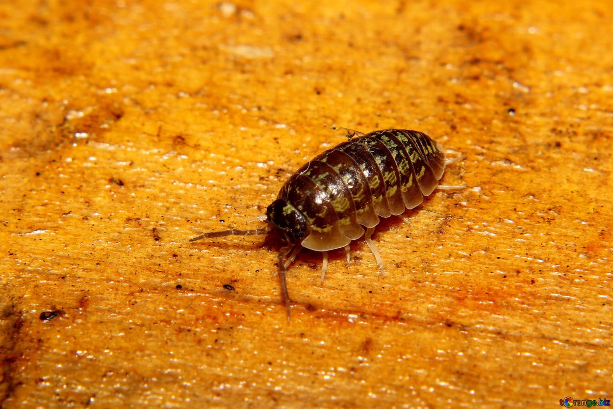 Жук мокрица броненосец