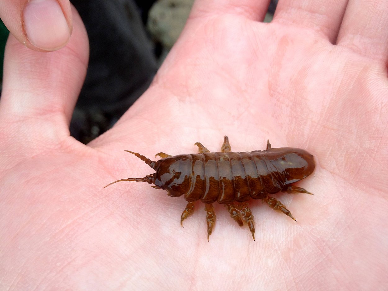 Azerbaidzhanum мокрица