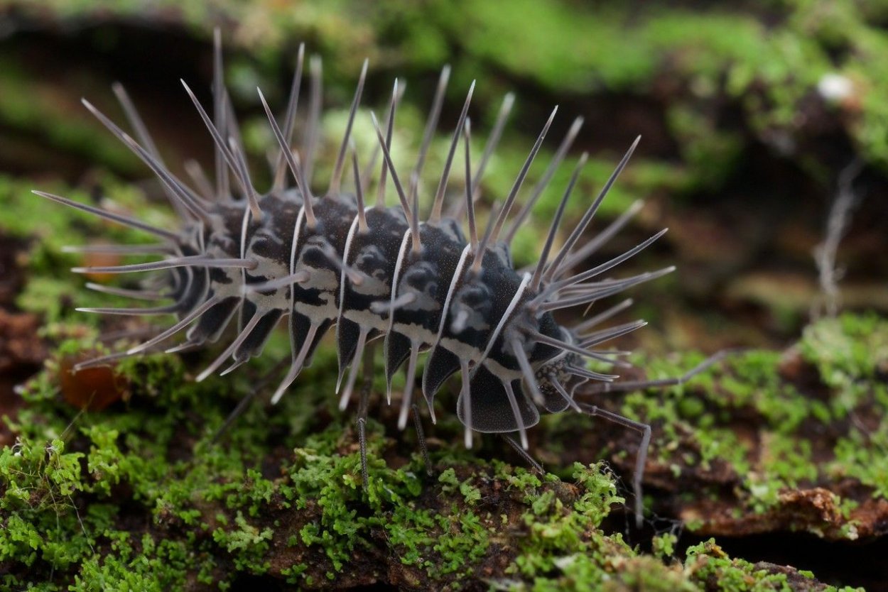 Calmanesia мокрицы