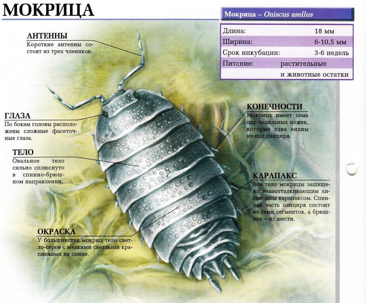 Внешнее строение мокрицы