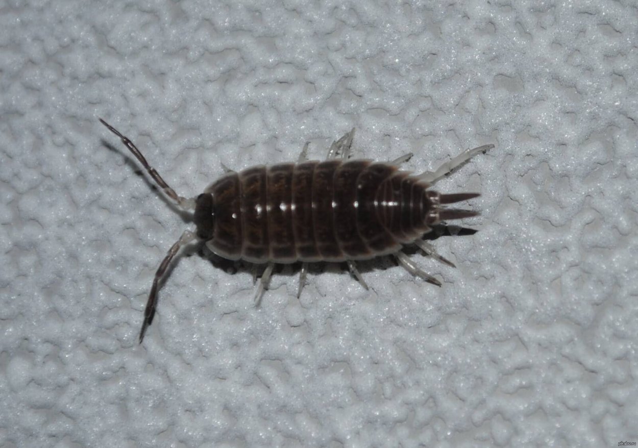 Мокрица двухвостка