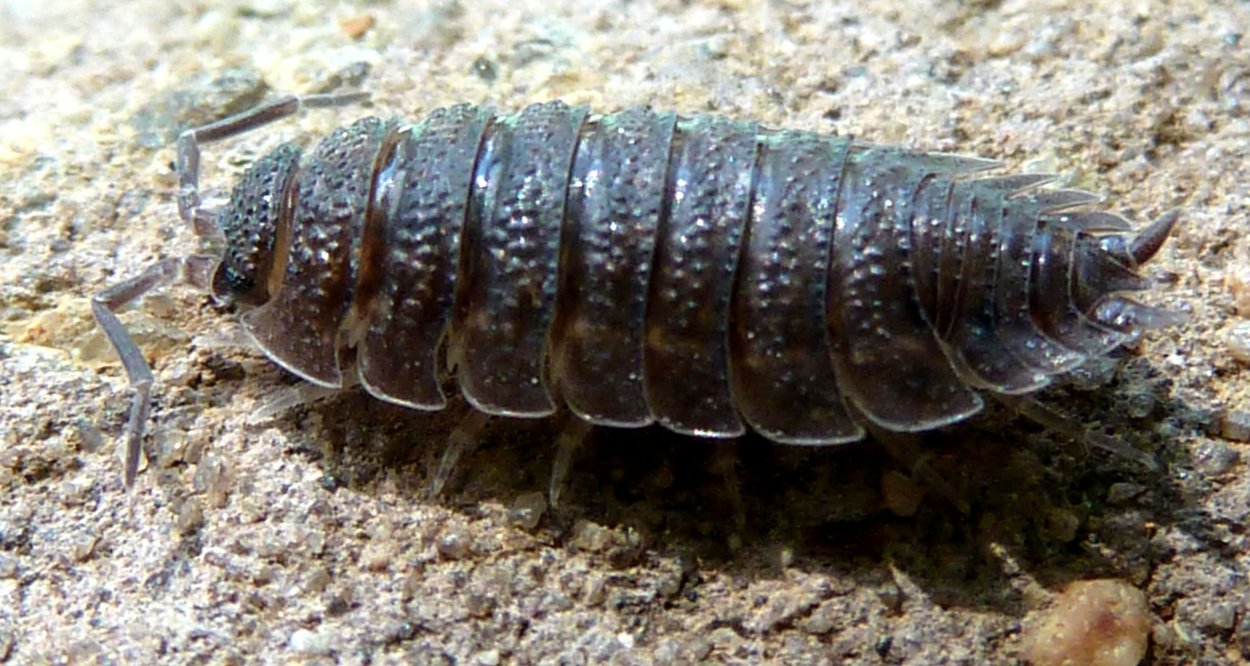 Мокрица шероховатая (Porcellio scaber)