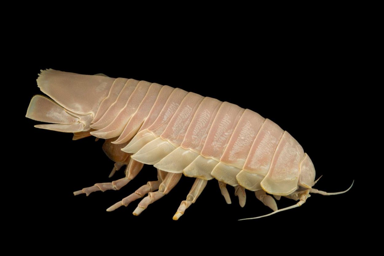 Глубоководный гигантский изопод